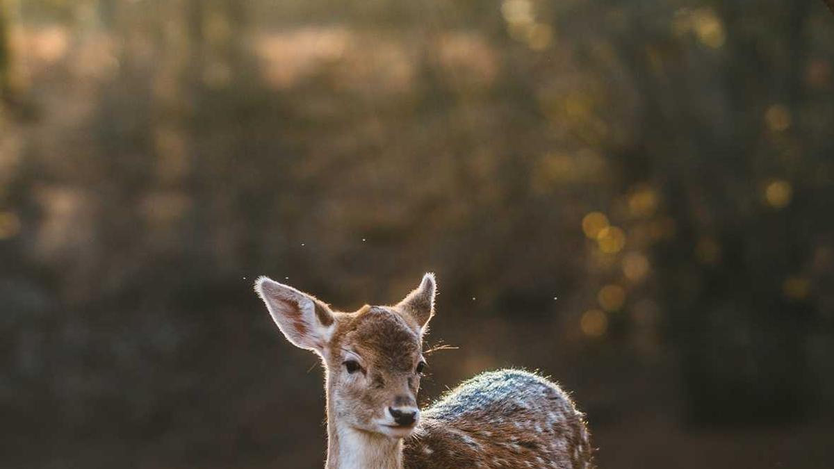 Monsters as Mirrors: Reading Horror for What It Refuses to Name