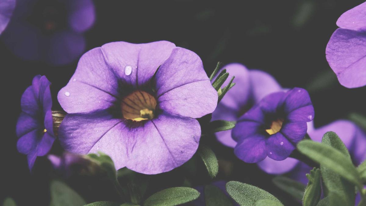 How Genre Labels Help—and Harm—New Voices